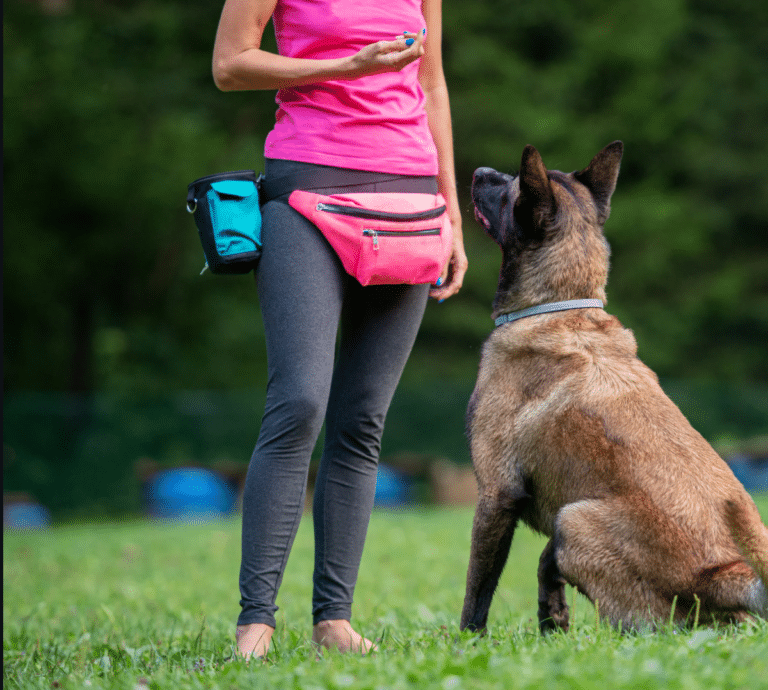 Educadora canina con riñonera de premios entrenando a un pastor belga malinois