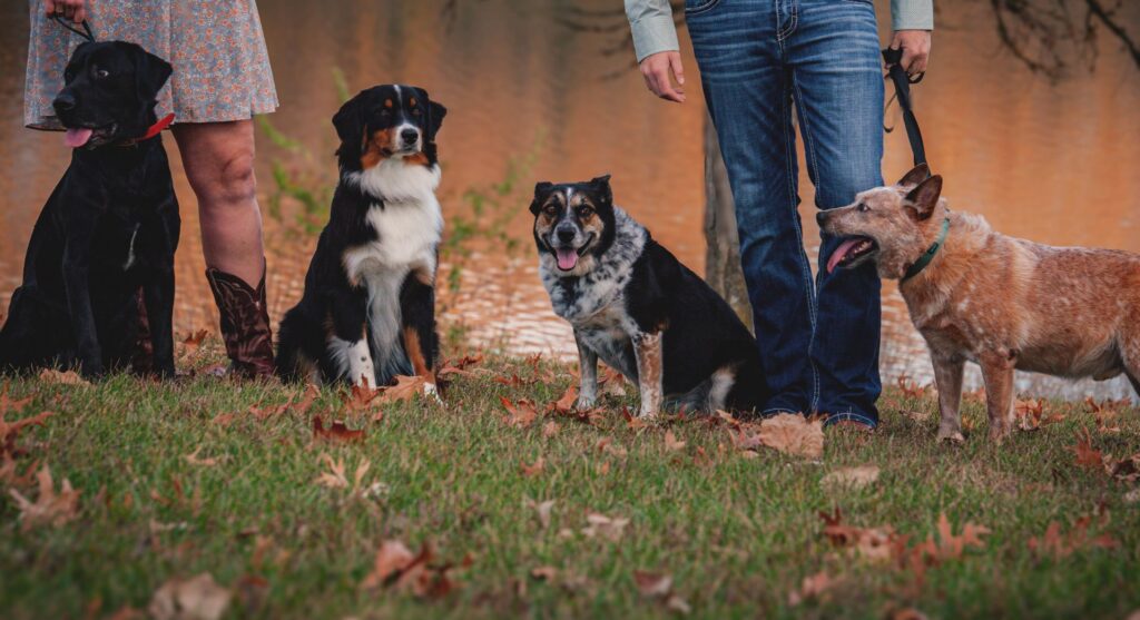como captar clientes para adiestramiento canino
