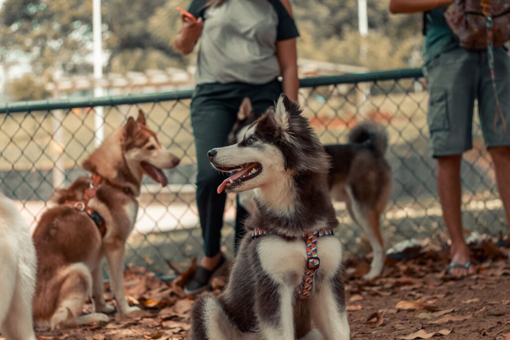Cómo conseguir clientes de adiestramiento canino